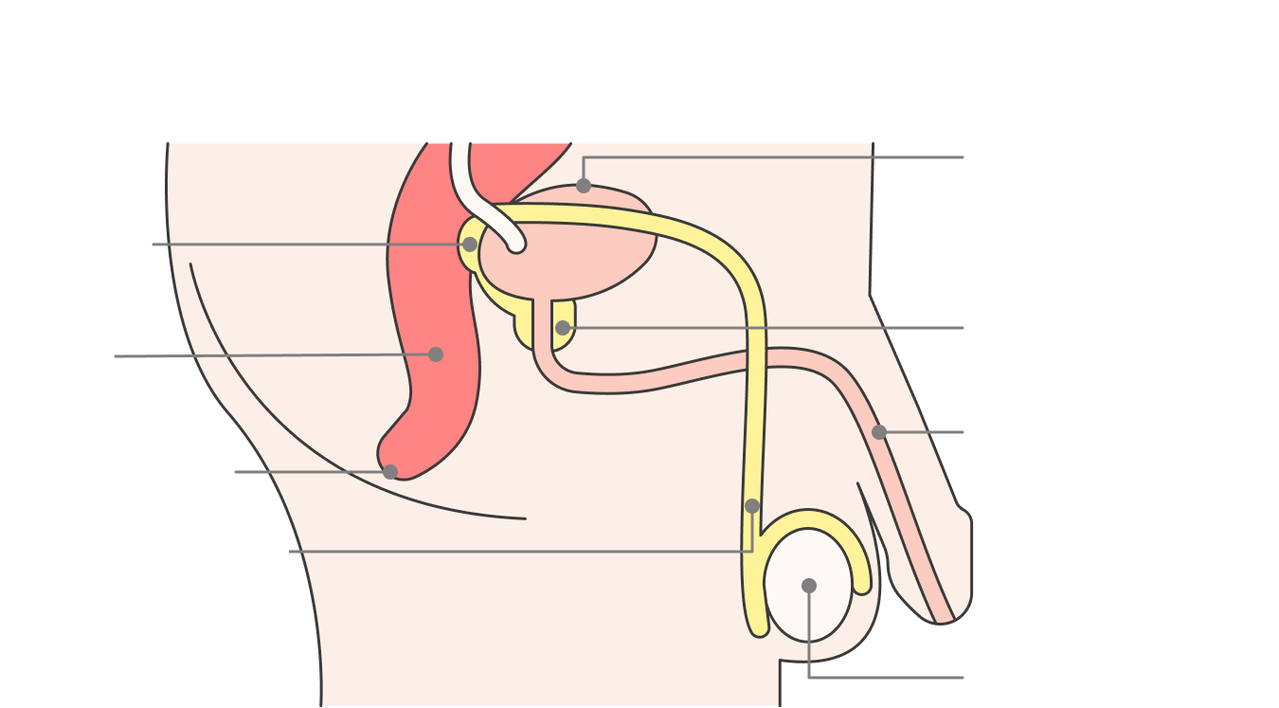 Location of the prostate gland and its structures