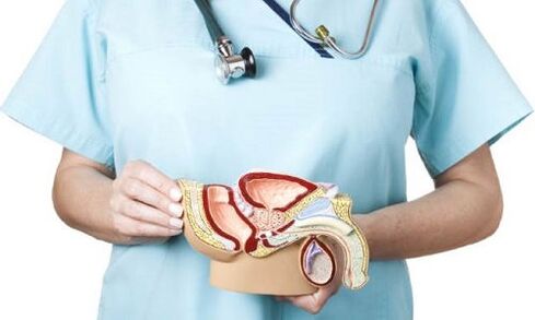 Male reproductive system model and prostatitis treatment
